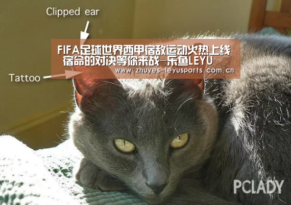 FIFA足球世界西甲宿敌运动火热上线 宿命的对决等你来战-乐鱼LEYU(图1) 乐鱼LEYU