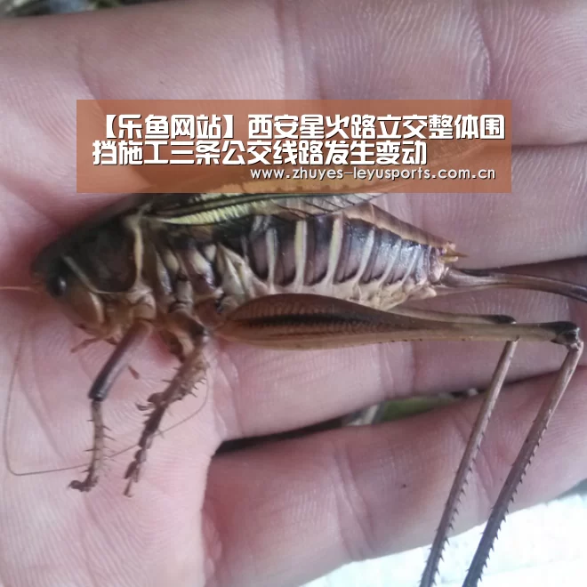 乐鱼体育
